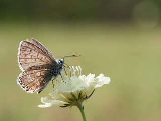 The chalkhill blue (Polyommatus coridon) is a butterfly in the family Lycaenidae.