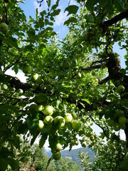 apple tree in the summer