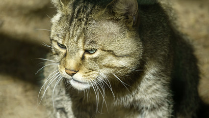 Wild forest Carpathian cat