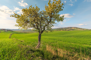 Fototapeta na wymiar Lonely standing flowering tree. Blooming apple tree. Flowering pear. The tree stands in the middle of the field. A haystack lies next to the tree.