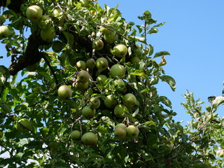apple tree in the summer