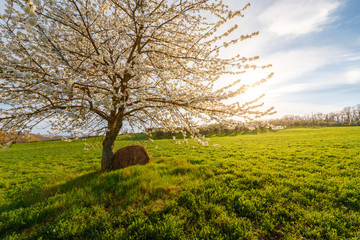 Obraz premium Lonely standing flowering tree. Blooming apple tree. Flowering pear. The tree stands in the middle of the field. A haystack lies next to the tree.