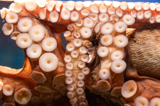 close up tentacles of octopus in the aquarium