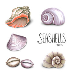 Collection of seashells on white background