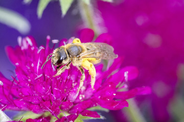 Bee pollinates a flower