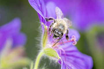 Bee with Geranium x magnificum - Best Hardy Geranium