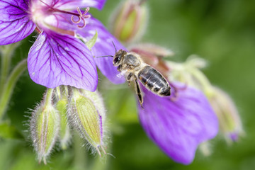 Bee with Geranium x magnificum - Best Hardy Geranium