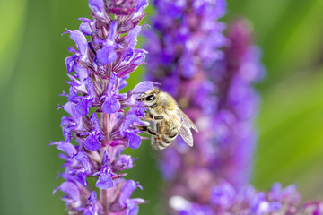 Bee with Salvia nemerosa „Caradonna“ Hybrid Sage