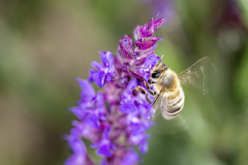 Bee with Salvia nemerosa „Caradonna“ Hybrid Sage