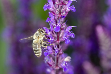 Bee with Salvia nemerosa „Caradonna“ Hybrid Sage