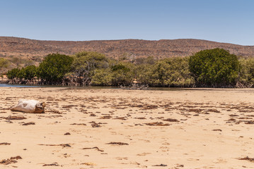 Fototapeta na wymiar Exmouth, Western Australia - November 27, 2009: Sandbar with driftwood and dry seaweed separated Yardie Creek from Indian Ocean. Brown dry hills, green band of trees at creek. Blue sky.