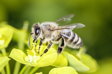 Bee with steppes spurge - Euphorbia seguieriana