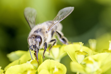 Bee with steppes spurge - Euphorbia seguieriana
