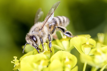 Bee with steppes spurge - Euphorbia seguieriana