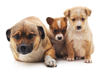 Three brown puppies.