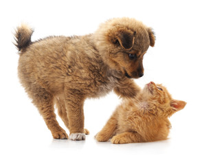 Obraz premium Kitten and puppy.