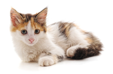 Obraz premium One little kitten.