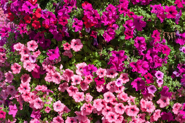 A close-up view of the plant flowers named Petunia surfinia.