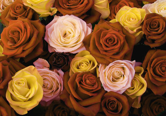 Different colors of roses 