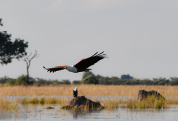 Fish Eagle Chobe River