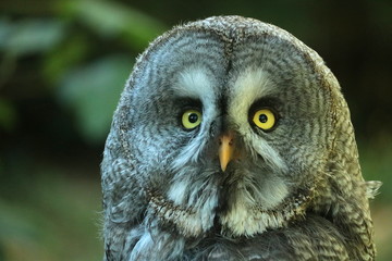 Bartkauz Portrait -Strix nebulosa-