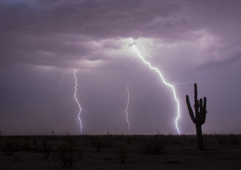Fototapeta na wymiar cactus lightning