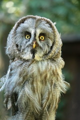 Bartkauz -Strix nebulosa- Portait