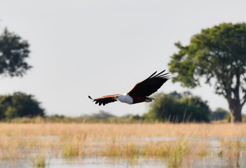 Fish Eagle Chobe River