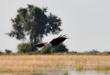 Fish Eagle Chobe River