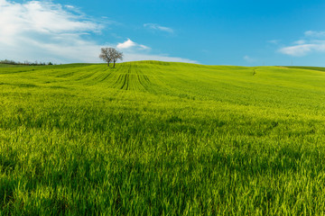 Lonely standing tree. The tree stands in the middle of the field. Two trees stand in the middle of a green field.