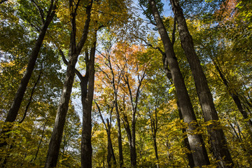 Fototapeta premium Walking in the forest during vibrant autumn colors