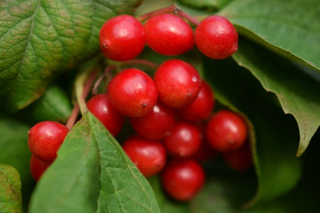 Viburnum berries are ripening on a bush in the garden