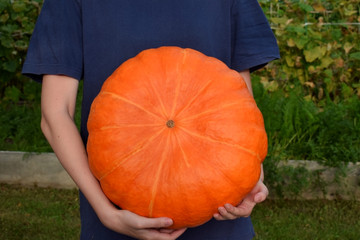 Woman is holding a big heavy freshly picked orange pumpkin in the garden