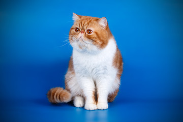 Exotic bicolor cat on colored backgrounds