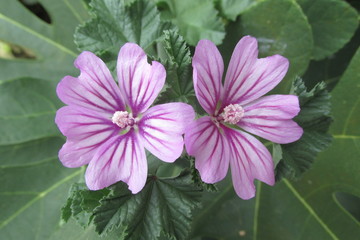 purple basement daisy flower