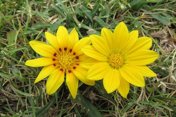 yellow basement daisy flower