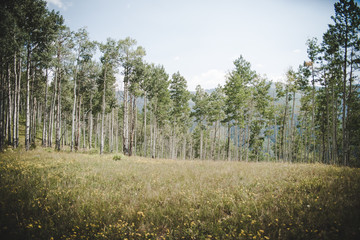 A grove of aspen trees in the mountains near Vail, Colorado. 