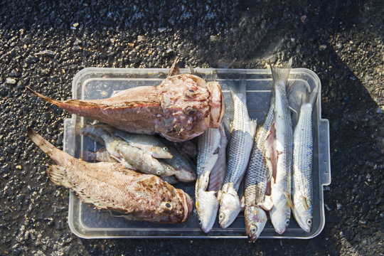 Scorpion fish and horse mackerel