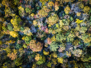 Aerial view over forest during vibrant autumn colors vibrant autumn colors