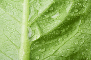 Close-up macro view of fresh green Lettuce leaves