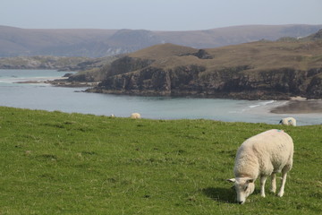 Schaf in schottischer Landschaft