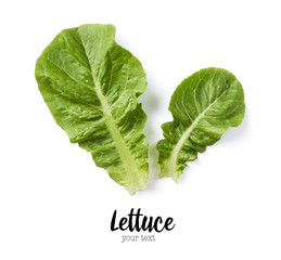 Fresh green lettuce leaves isolated on white