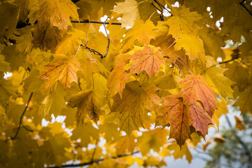Vibrant autumn leaves