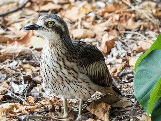 Bush Stone Curlew
