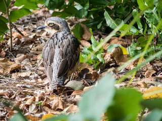 Bush Stone Curlew