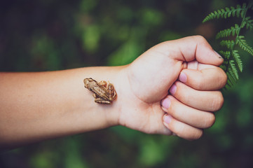 little frog in a child's hand