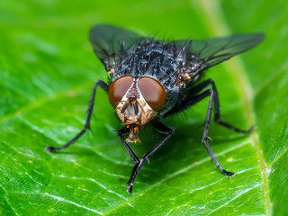 Exotic Drosophila Fruit Fly Diptera Insect on Plant Leaf