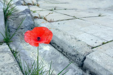 Scarlet poppy flower sprouted through concrete slabs at the gutter