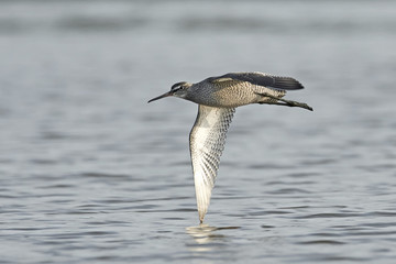 Spotted redshank (Tringa erythropus)