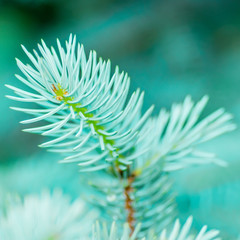 Blue Fir Sprout Macro